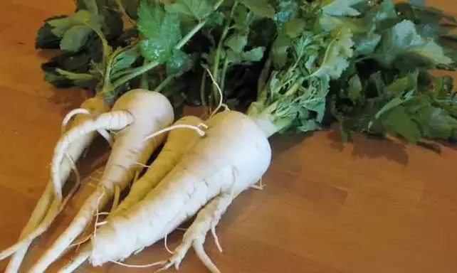 Using parsnip root as a seasoning can increase potency